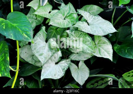 White leaves of houseplant Premium Caladium. Close-up of Caladium Fantasyt and Caladium Moonlight leaves. Stock Photo