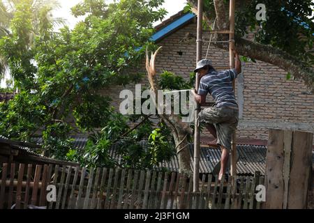 A man trims a tree branch using a ladder in the yard Stock Photo