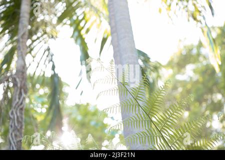 Delicate tree fern in tropical garden Stock Photo