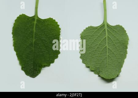 Country borage herb (Local name: Kapparawalliya ) karpooravalli leaf. with white background . with white background Stock Photo