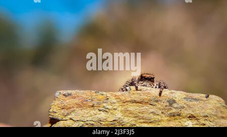 Gorgeous  jumping spider looking at the camera hiding from the stone.Langona is a genus of spiders in the family Salticidae (jumping spiders). Stock Photo
