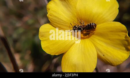 Exotic bee on yellow flower. The cosmopolitan bee genus Ceratina, often referred to as small carpenter bees Stock Photo
