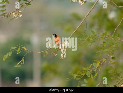 Close up of a bird on tree Stock Photo