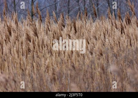 View of the reeds in the national park. The photo was taken on a cloudy autumn day Stock Photo