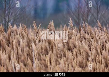 View of the reeds in the national park. The photo was taken on a cloudy autumn day Stock Photo