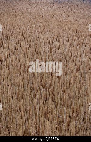 View of the reeds in the national park. The photo was taken on a cloudy autumn day Stock Photo