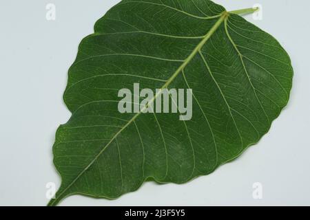 Pipal Tree leaf. with white background Stock Photo