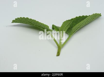 Country borage herb (Local name: Kapparawalliya ) karpooravalli leaf. with white background . with white background Stock Photo