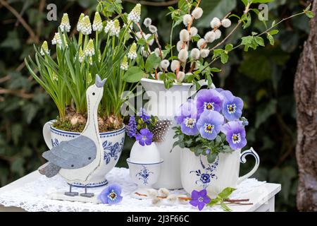easter decoration with easter goose and purple and white spring flowers in cups Stock Photo