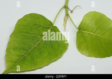 Sacred fig Tree leaf Spruce leaf (Ficus religiosa) leaf. with blur background Stock Photo