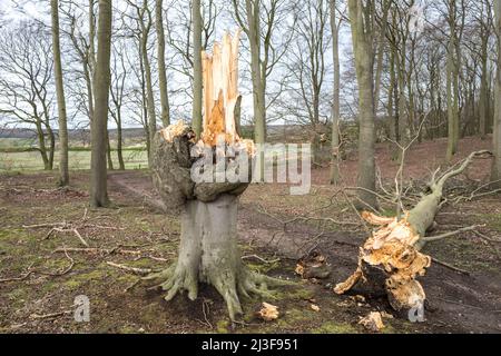 Wind damaged Beech tree with broken trunk laying on the woodland floor. Stock Photo