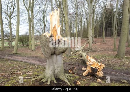 Wind damaged Beech tree with broken trunk laying on the woodland floor. Stock Photo