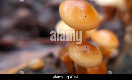 Beautiful small   brown   mushroom picture. Wild mushrooms of himalayas Stock Photo