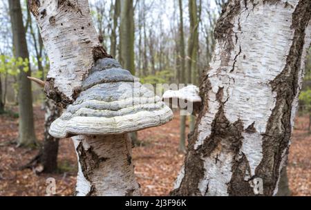 Fomitopsis betulina, commonly known as the birch polypore. Stock Photo