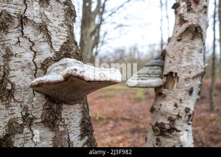 Fomitopsis betulina, commonly known as the birch polypore. Stock Photo