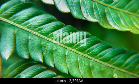Close of green fern pattern A fern is a member of a group of vascular plants Stock Photo