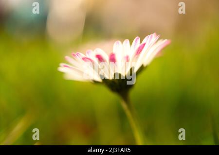 Daisy with lots of bokeh on a meadow. bright out of focus on the flower. Delicate colors in nature Stock Photo