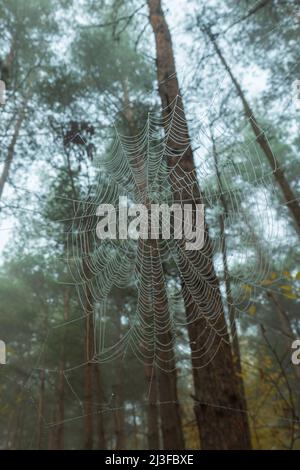 Spider web with water droplets on the background of blurred trunks and pine crowns. A spider web in the morning foggy coniferous forest Stock Photo