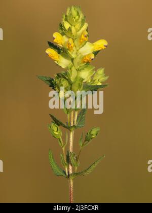 Wild flower of Yellow Rattle on a meadow. Rhinanthus Stock Photo