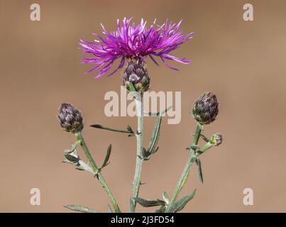 Spotted knapweed plant with flower and buds, Centaurea maculosa Stock Photo