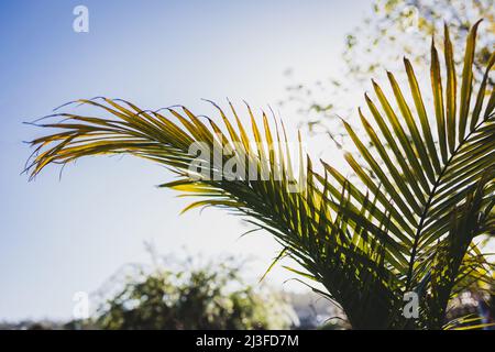 close-up of Majesty palm frond (Ravenea rivularis) glowing in the sunlight outdoor in sunny backyard shot at shallow depth of field Stock Photo