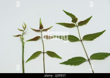 neem leaf Spruce leaf. with white background Stock Photo