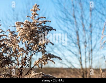 Dry reed against clear light blue sky on sunny day outdoors. Abstract natural background in neutral colors. Minimal trendy pampas grass panicles Stock Photo