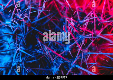Macro catus needles in blue red light Stock Photo