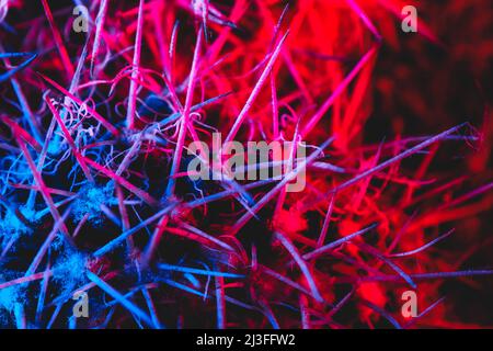 Macro catus needles in blue red light Stock Photo