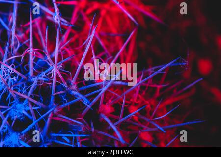Macro catus needles in blue red light Stock Photo
