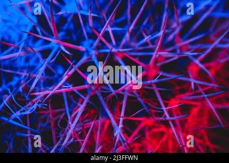 Macro catus needles in blue red light Stock Photo