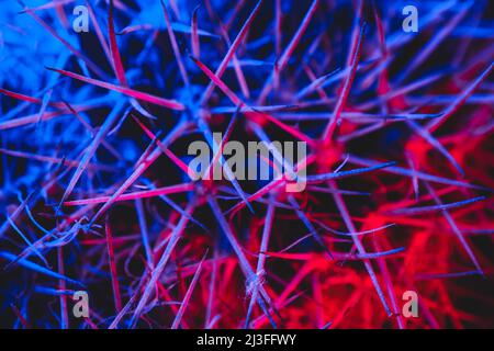 Macro catus needles in blue red light Stock Photo
