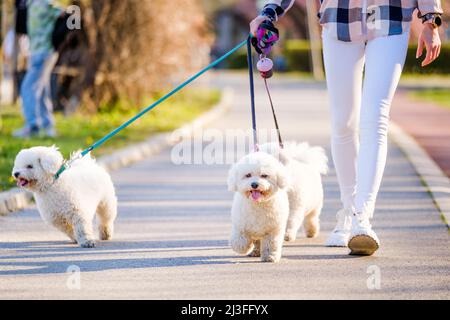 White Bichon Frise dogs walking next to its owner on sunny day. Stock Photo