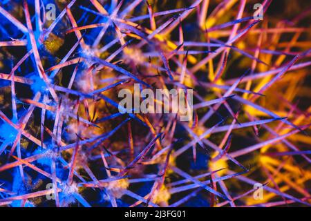 Macro catus needles in blue yellow light Stock Photo