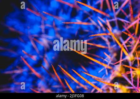 Macro catus needles in blue yellow light Stock Photo