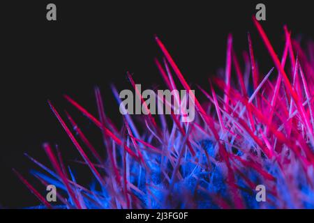 Macro catus needles in blue red light Stock Photo