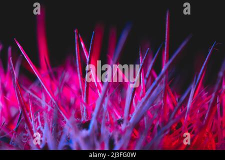 Macro catus needles in blue red light Stock Photo