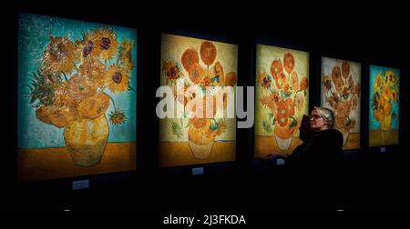 Sunflower oil paintings are given final checks at the preview for Van Gogh Alive, an immersive, multi-sensory art experience combining high-definition projections of Van Gogh's paintings with digital surround sound and aromas of Provence, at the Propyard in Bristol. Picture date: Friday April 8, 2022. Stock Photo