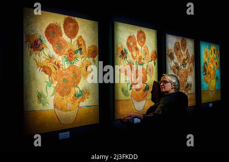 Sunflower oil paintings are given final checks at the preview for Van Gogh Alive, an immersive, multi-sensory art experience combining high-definition projections of Van Gogh's paintings with digital surround sound and aromas of Provence, at the Propyard in Bristol. Picture date: Friday April 8, 2022. Stock Photo