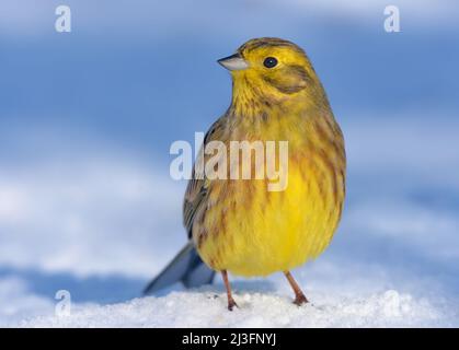 Thinking male Yellowhammer (Emberiza citrinella) stands upright on the snow ground in warm sunny winter day Stock Photo