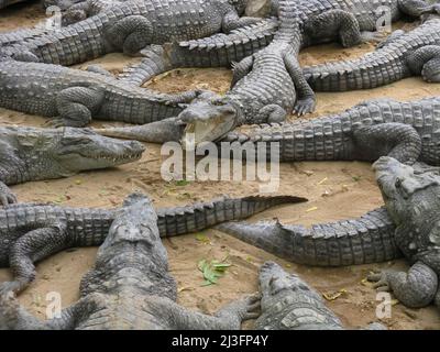 Many crocodiles relaxing on sand and water inside an enclosure Stock Photo