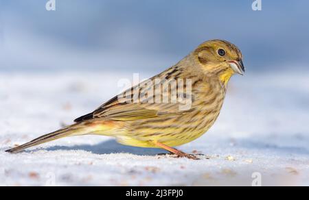 Bright female Yellowhammer (Emberiza citrinella) stands on the snow ground in sunny time Stock Photo