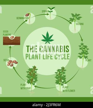 The cannabis plant life cycle illustration Stock Vector Image & Art - Alamy