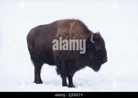 Bison in winter on snowy field. European bison covered with snow in wild nature. Wild animals. Stock Photo