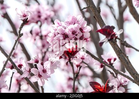 Pink flowers of a blossoming Prunus cerasifera Pissardi plum tree closeup on a blurred background Stock Photo