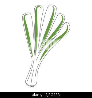 Green onion isolated vector illustration. Onion bunch hand drawn culinary ingredient. Organic healthy food icon Stock Vector