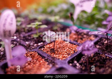 Growing plants under lamps, ultraviolet phytolamp, with drops of water on them. Illuminated with pink or purple light. Home cultivation of flower seed Stock Photo