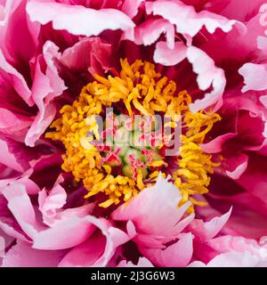 Close up or macro of beautiful pink peony flower. Stock Photo