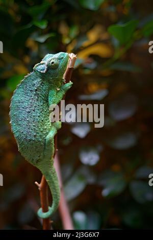 Jackson's Chameleon or Three-horned Chameleon, Chamaeleo jacksonii, lizard in nature habitat. Chameleon in the Africa forest. Animal from Kenya mounta Stock Photo