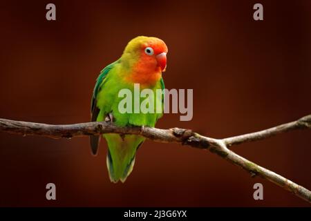 Nyasa Lovebird or Lilian's lovebird, Agapornis lilianae, green exotic bird sitting on the tree, Namibia, Africa. Beautiful parrot in the nature habita Stock Photo